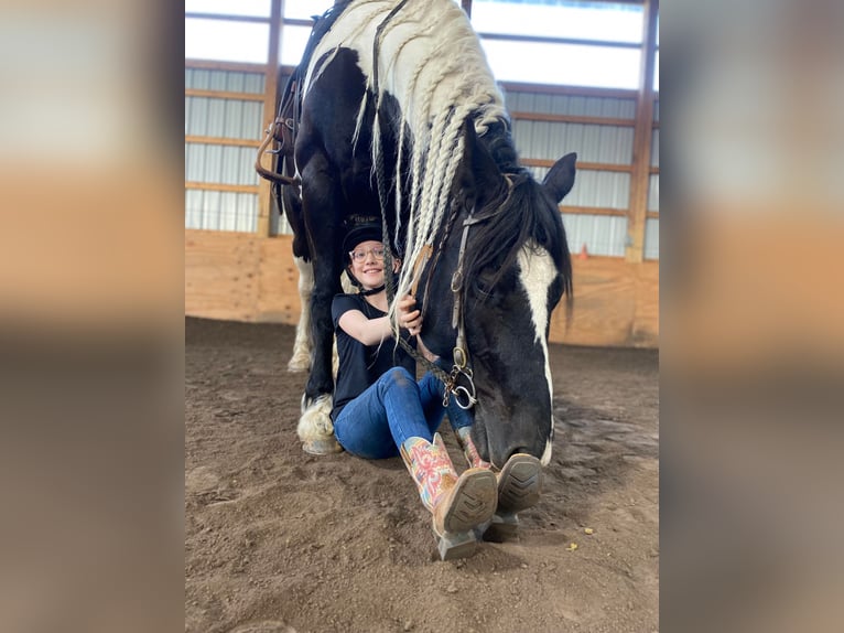 Fries paard Merrie 11 Jaar Tobiano-alle-kleuren in Everett PA