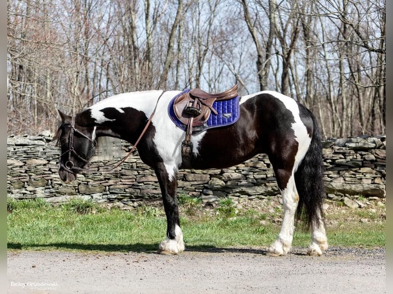 Fries paard Merrie 11 Jaar Tobiano-alle-kleuren in Everett PA