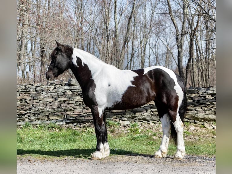 Fries paard Merrie 11 Jaar Tobiano-alle-kleuren in Everett PA