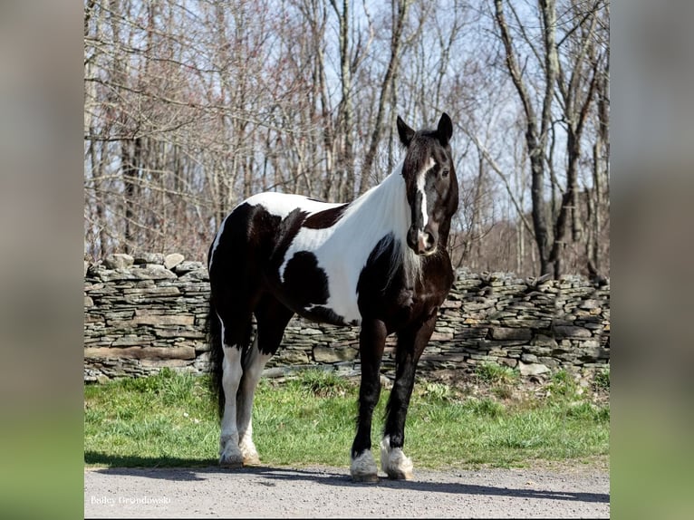 Fries paard Merrie 11 Jaar Tobiano-alle-kleuren in Everett PA