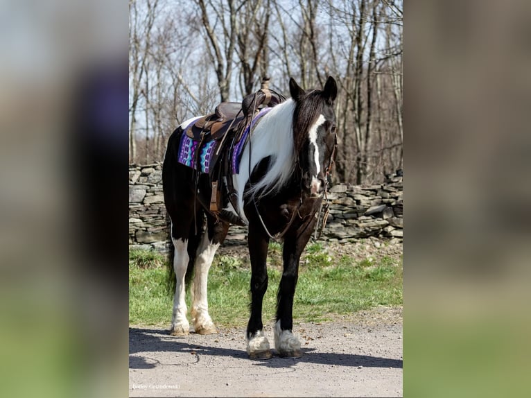 Fries paard Merrie 11 Jaar Tobiano-alle-kleuren in Everett PA