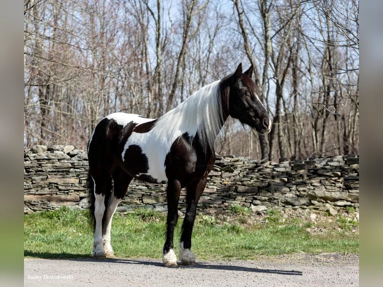 Fries paard Merrie 11 Jaar Tobiano-alle-kleuren in Everett PA