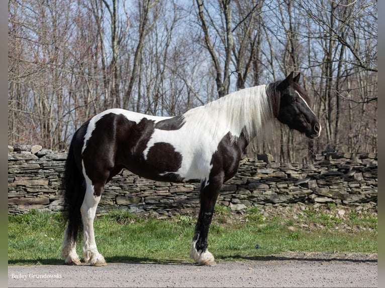 Fries paard Merrie 11 Jaar Tobiano-alle-kleuren in Everett PA