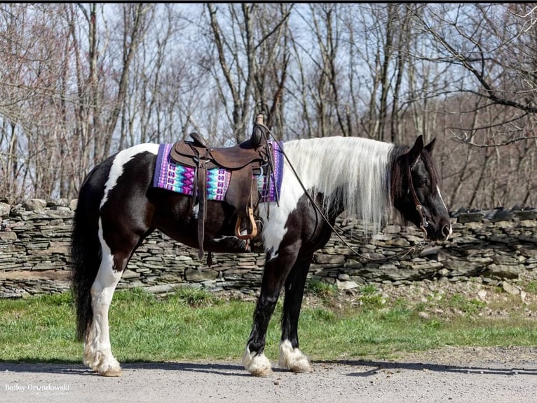 Fries paard Merrie 11 Jaar Tobiano-alle-kleuren in Everett PA