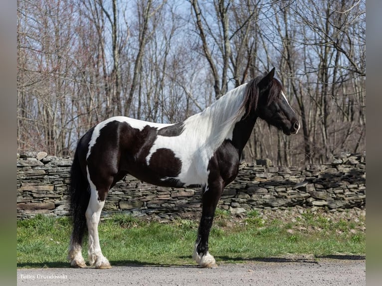 Fries paard Merrie 11 Jaar Tobiano-alle-kleuren in Everett PA