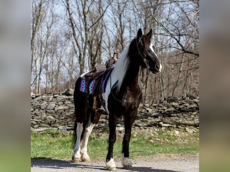 Fries paard Merrie 11 Jaar Tobiano-alle-kleuren in Everett PA