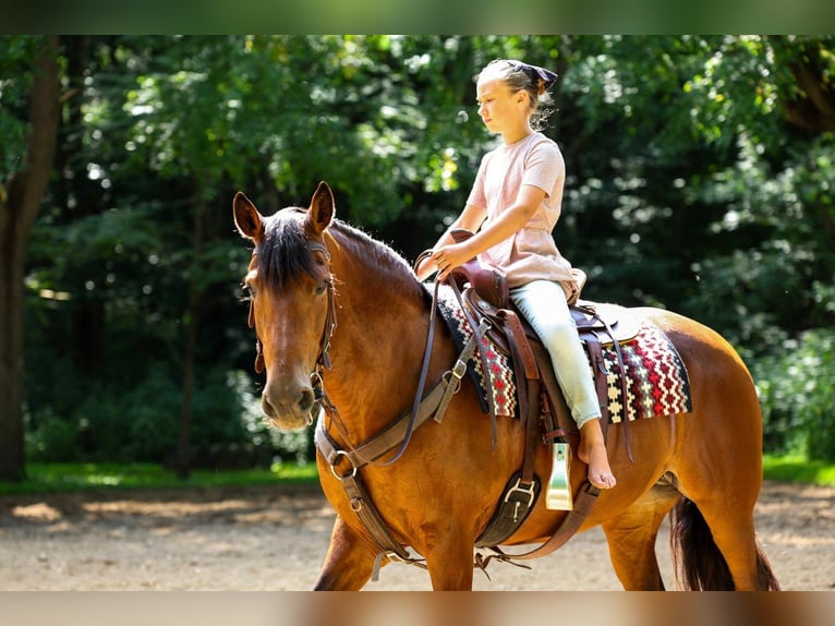 Fries paard Mix Merrie 12 Jaar 152 cm Roodbruin in Apple Creek