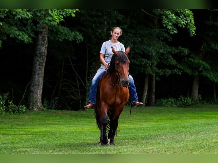 Fries paard Mix Merrie 12 Jaar 152 cm Roodbruin in Apple Creek