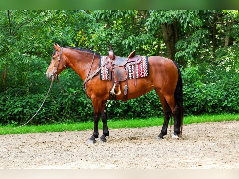 Fries paard Mix Merrie 12 Jaar 152 cm Roodbruin in Apple Creek