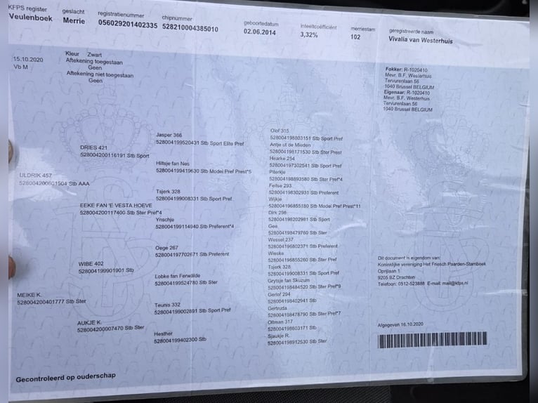 Fries paard Merrie 12 Jaar 157 cm Zwart in Hennef