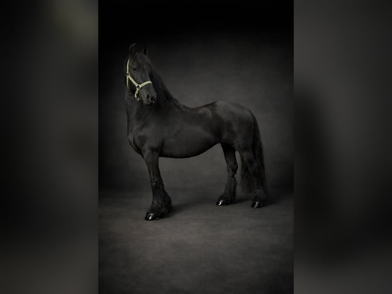 Fries paard Merrie 12 Jaar 157 cm Zwart in Hennef