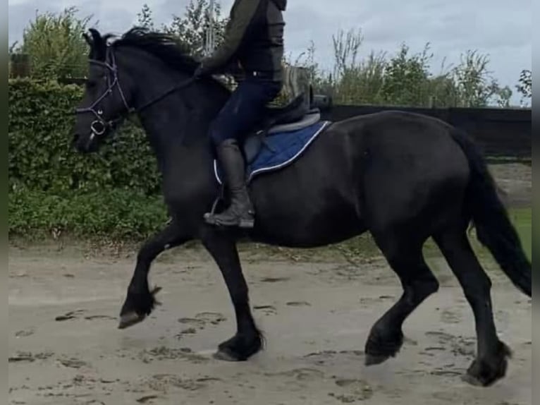 Fries paard Merrie 12 Jaar 157 cm Zwart in Hennef