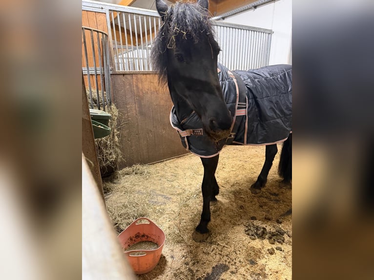 Fries paard Mix Merrie 12 Jaar 158 cm Zwart in Rosenheim