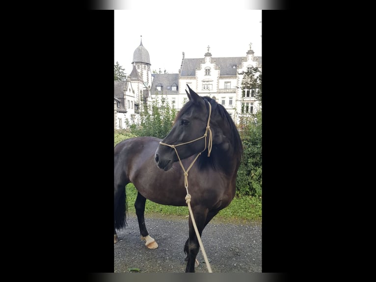Fries paard Mix Merrie 12 Jaar 158 cm Zwart in Bad Münder