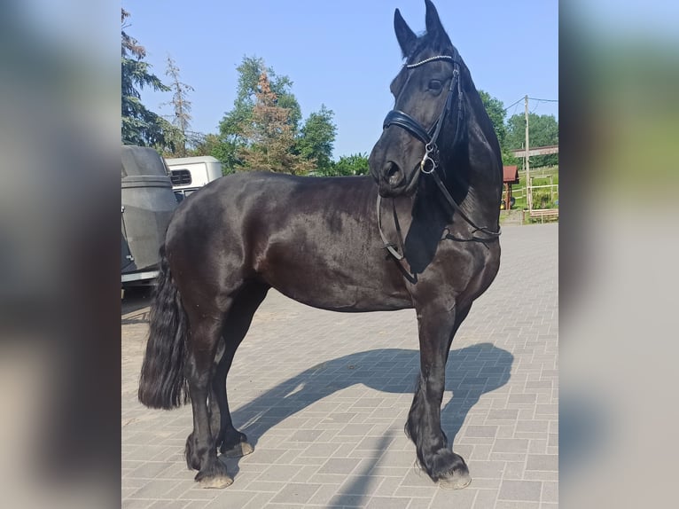 Fries paard Merrie 12 Jaar 160 cm Zwart in Kleinblittersdorf