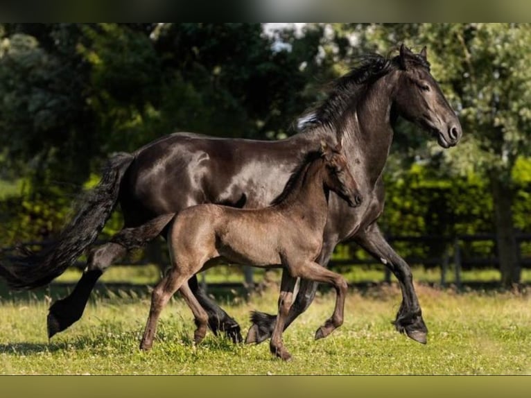 Fries paard Merrie 12 Jaar 161 cm Zwart in Heemskerk
