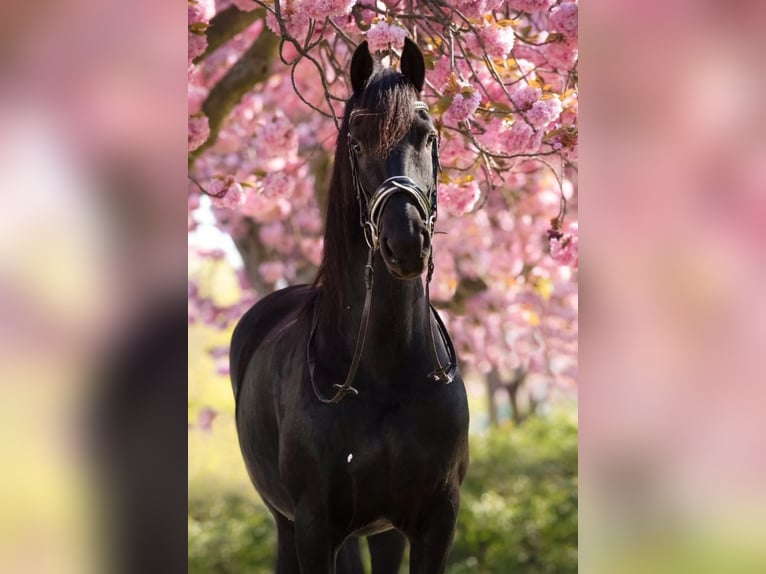 Fries paard Merrie 12 Jaar 161 cm Zwart in Heemskerk