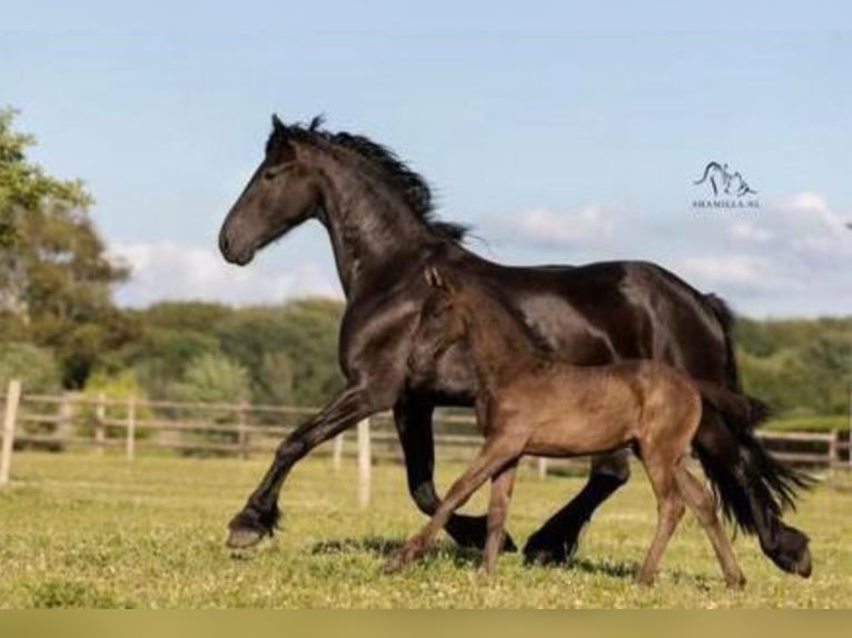 Fries paard Merrie 12 Jaar 161 cm Zwart in Heemskerk
