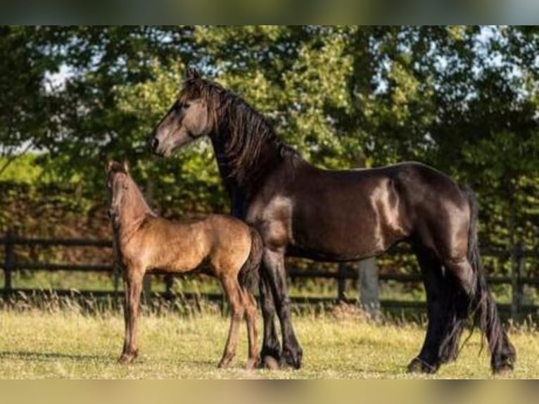 Fries paard Merrie 12 Jaar 161 cm Zwart in Heemskerk