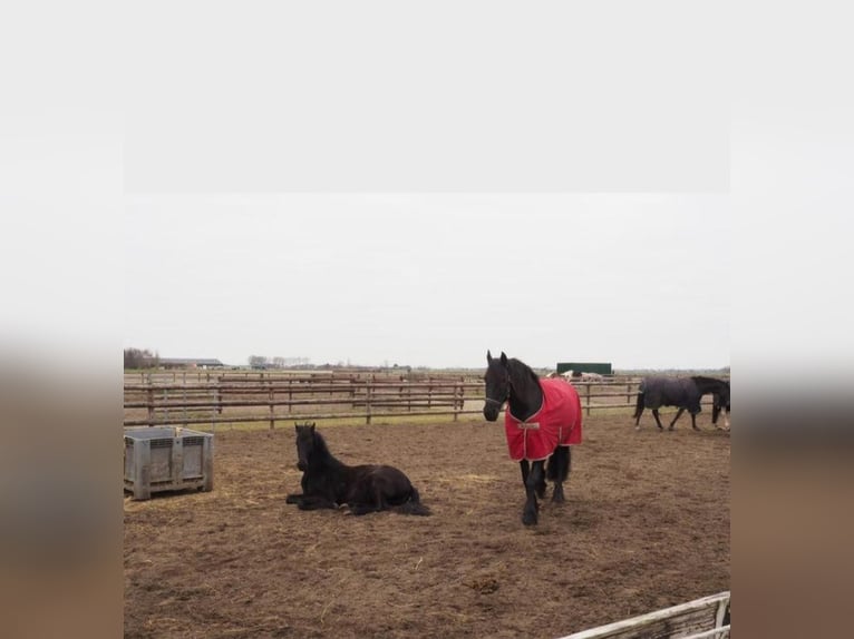 Fries paard Merrie 12 Jaar 161 cm Zwart in Heemskerk