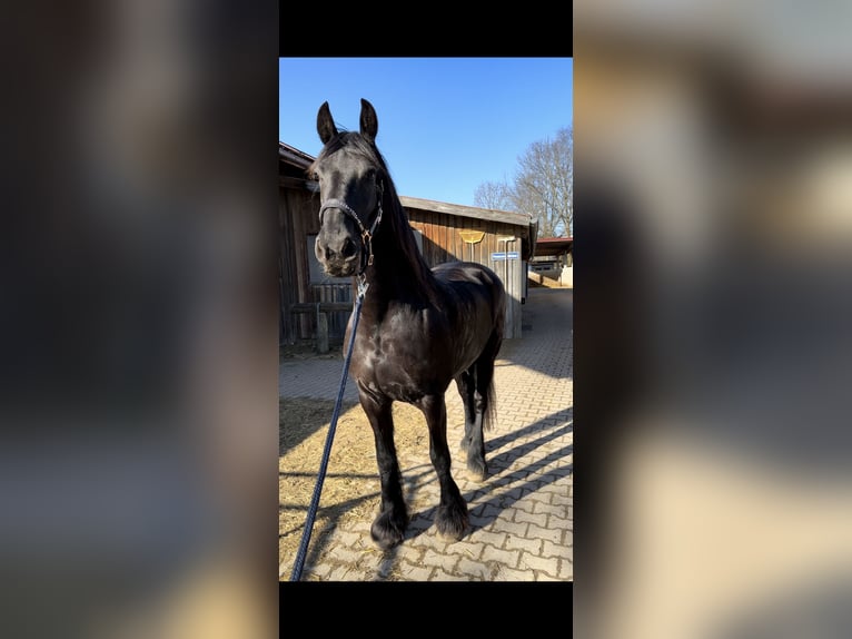 Fries paard Merrie 12 Jaar 162 cm Zwart in Buchen (Odenwald)