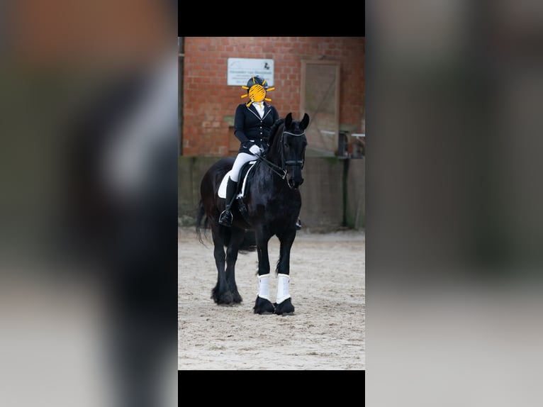 Fries paard Merrie 12 Jaar 162 cm Zwart in Waldfeucht