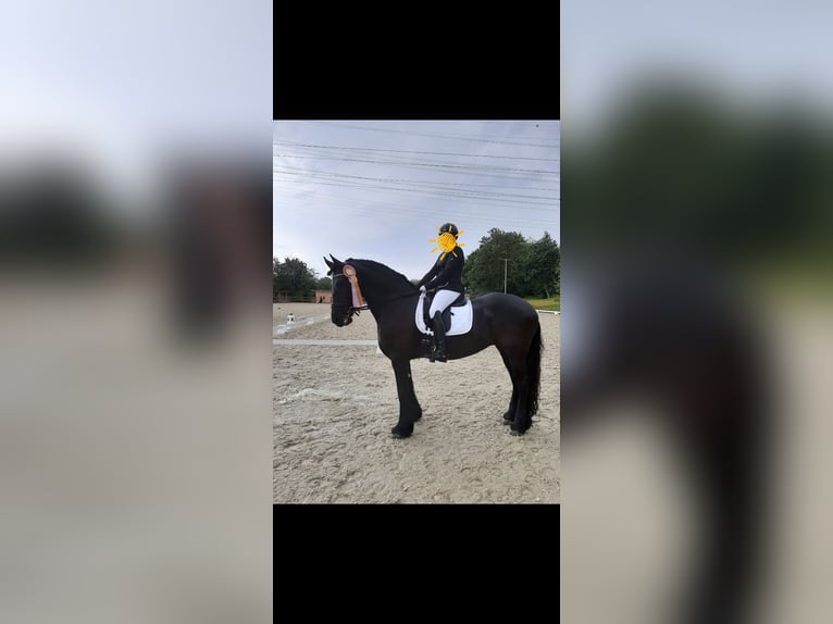 Fries paard Merrie 12 Jaar 162 cm Zwart in Waldfeucht