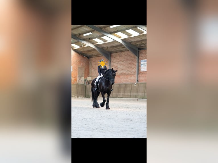 Fries paard Merrie 12 Jaar 162 cm Zwart in Waldfeucht