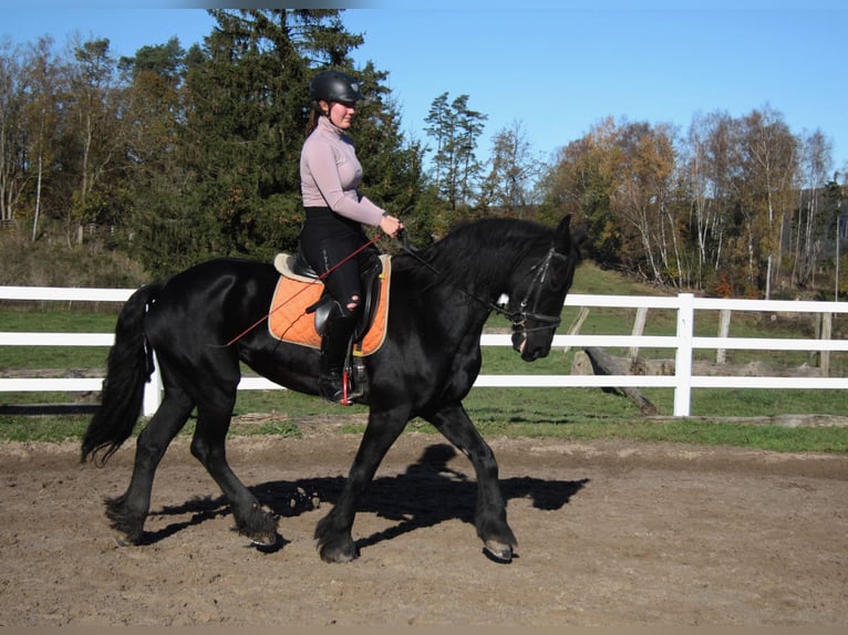 Fries paard Merrie 12 Jaar 162 cm Zwart in Großalmerode