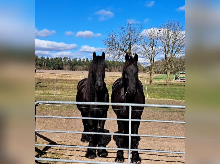 Fries paard Merrie 12 Jaar 162 cm Zwart in Uelzen