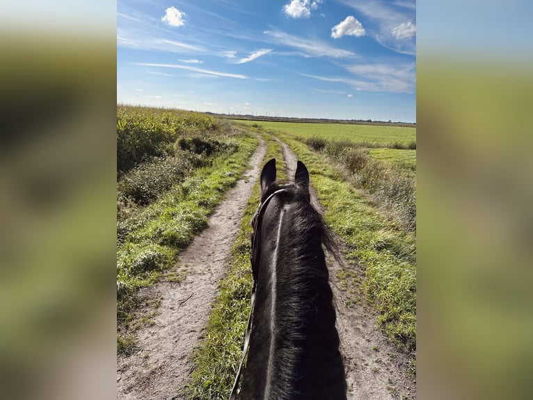 Fries paard Merrie 12 Jaar 163 cm Zwart in S&#xFC;dbrookmerland Victorbur