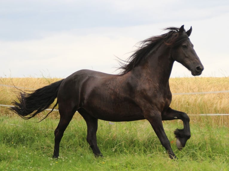 Fries paard Merrie 12 Jaar 163 cm Zwart in Ohrenbach