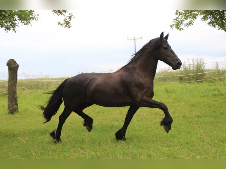 Fries paard Merrie 12 Jaar 163 cm Zwart in Ohrenbach