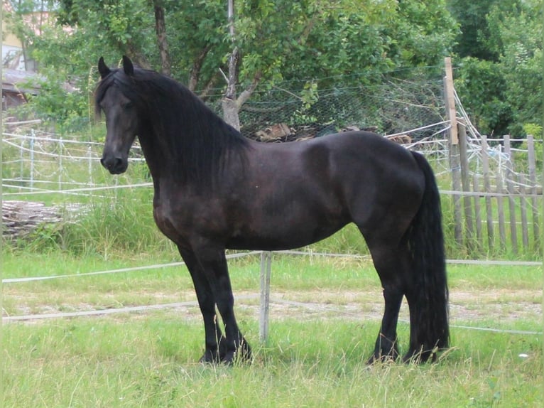 Fries paard Merrie 12 Jaar 163 cm Zwart in Ohrenbach