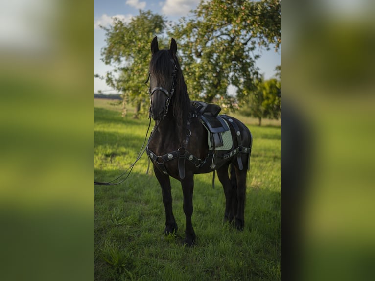 Fries paard Merrie 12 Jaar 163 cm Zwart in Ohrenbach