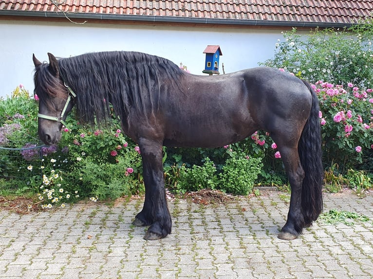 Fries paard Merrie 12 Jaar 163 cm Zwart in Ohrenbach