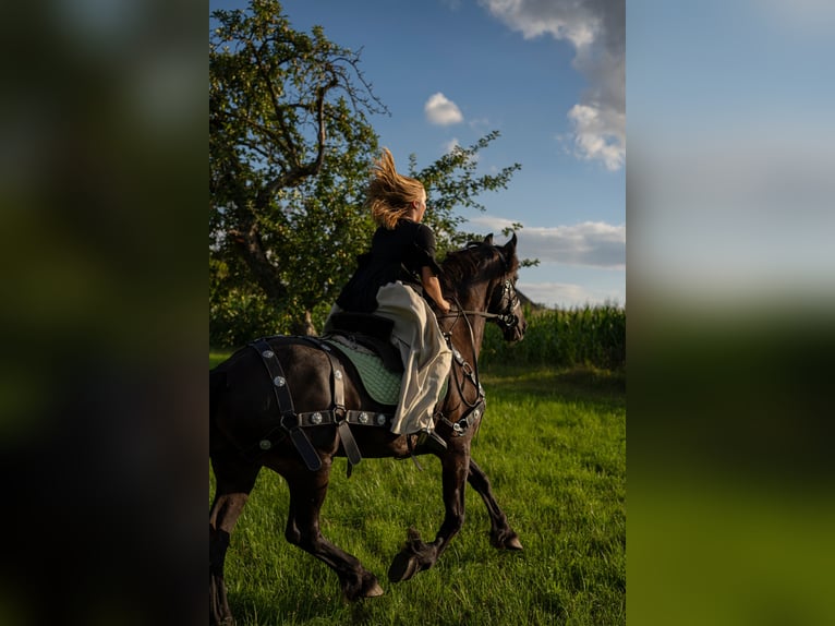 Fries paard Merrie 12 Jaar 163 cm Zwart in Ohrenbach