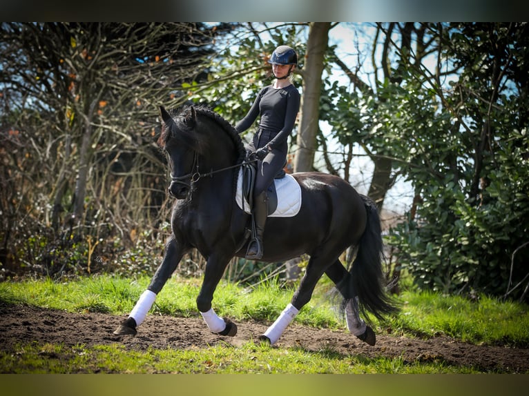 Fries paard Merrie 12 Jaar 164 cm Zwart in Evergem