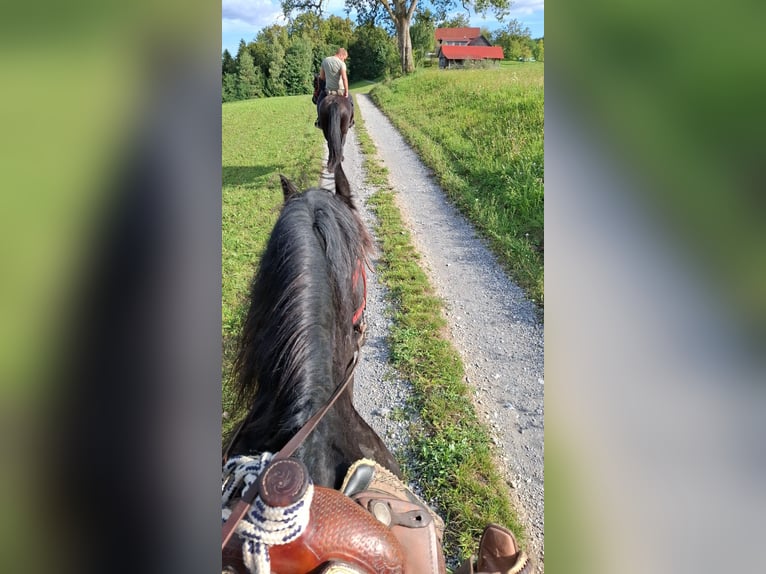 Fries paard Merrie 12 Jaar 165 cm in Novo mesto