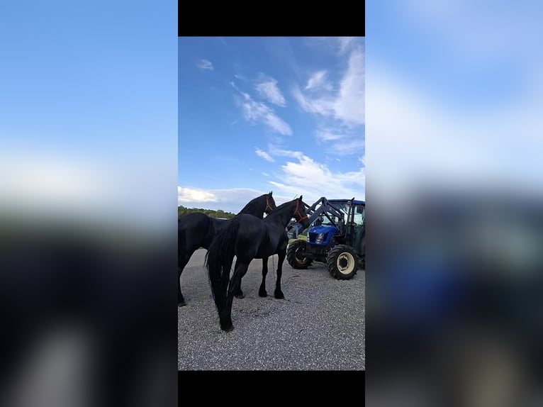 Fries paard Merrie 12 Jaar 165 cm in Novo mesto