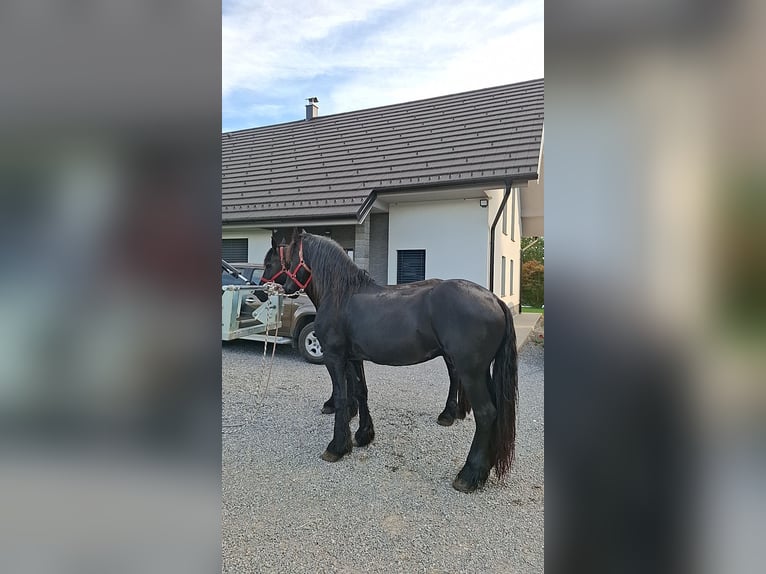 Fries paard Merrie 12 Jaar 165 cm in Novo mesto