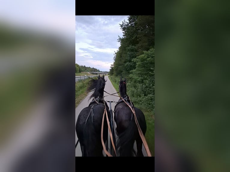 Fries paard Merrie 12 Jaar 165 cm in Novo mesto