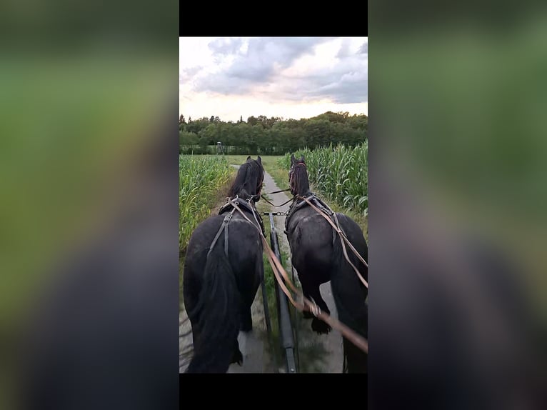Fries paard Merrie 12 Jaar 165 cm in Novo mesto