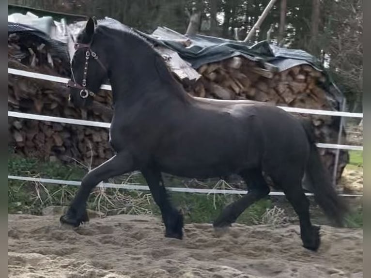 Fries paard Merrie 12 Jaar 165 cm Zwart in Schramberg