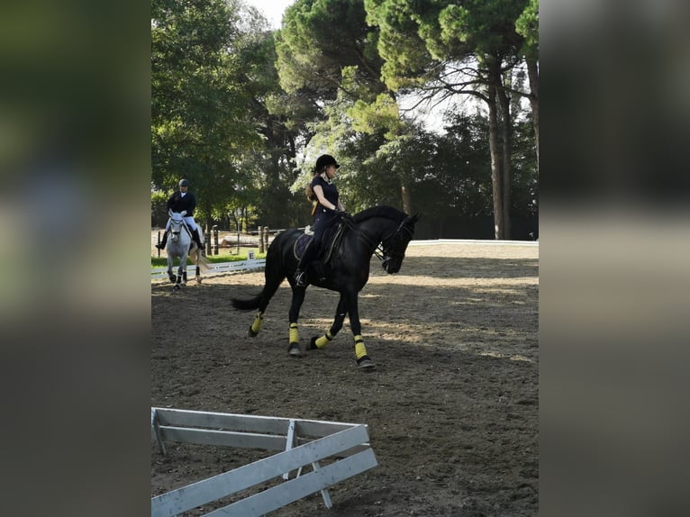 Fries paard Merrie 12 Jaar 165 cm Zwart in Montorio Romano