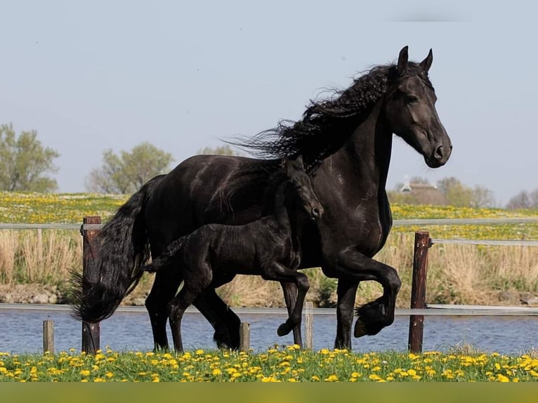 Fries paard Merrie 12 Jaar 168 cm Zwart in Kimswerd