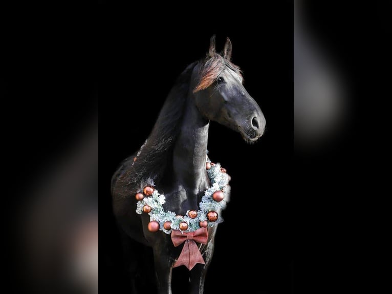 Fries paard Merrie 12 Jaar 168 cm Zwart in Kimswerd