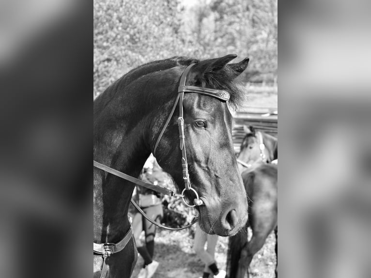 Fries paard Merrie 12 Jaar 168 cm Zwart in Vendryne