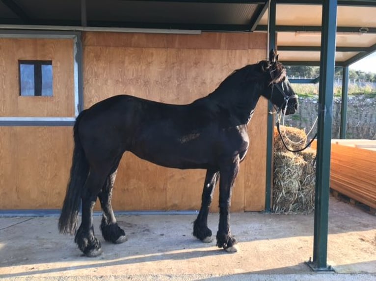 Fries paard Merrie 12 Jaar 172 cm Zwart in Rometta