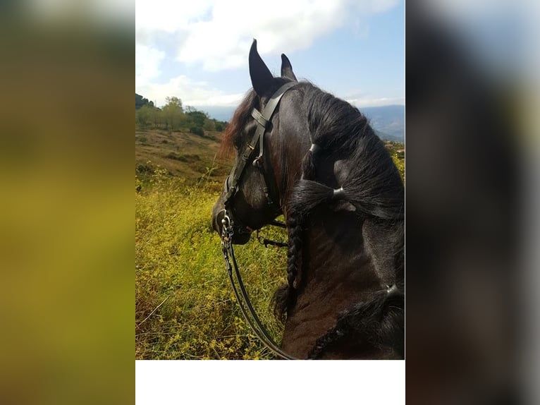 Fries paard Merrie 12 Jaar 172 cm Zwart in Rometta